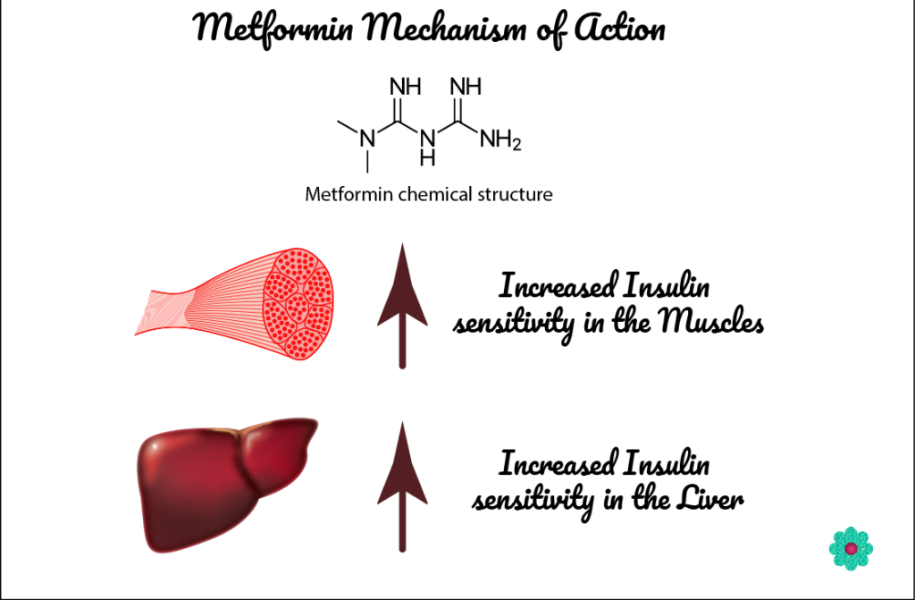 Metformin Mechanism Of Action