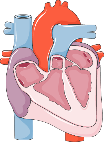 Diastolic Heart Failure